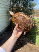 Forest Hinge-back Tortoise Adult Pair (Kinixys erosa)