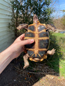 Forest Hinge-back Tortoise Adult Pair (Kinixys erosa)