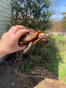 Forest Hinge-back Tortoise Adult Pair (Kinixys erosa)