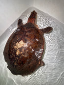 Aubry's Flap-shell Turtle Adult Female 1 (Cycloderma aubryi)