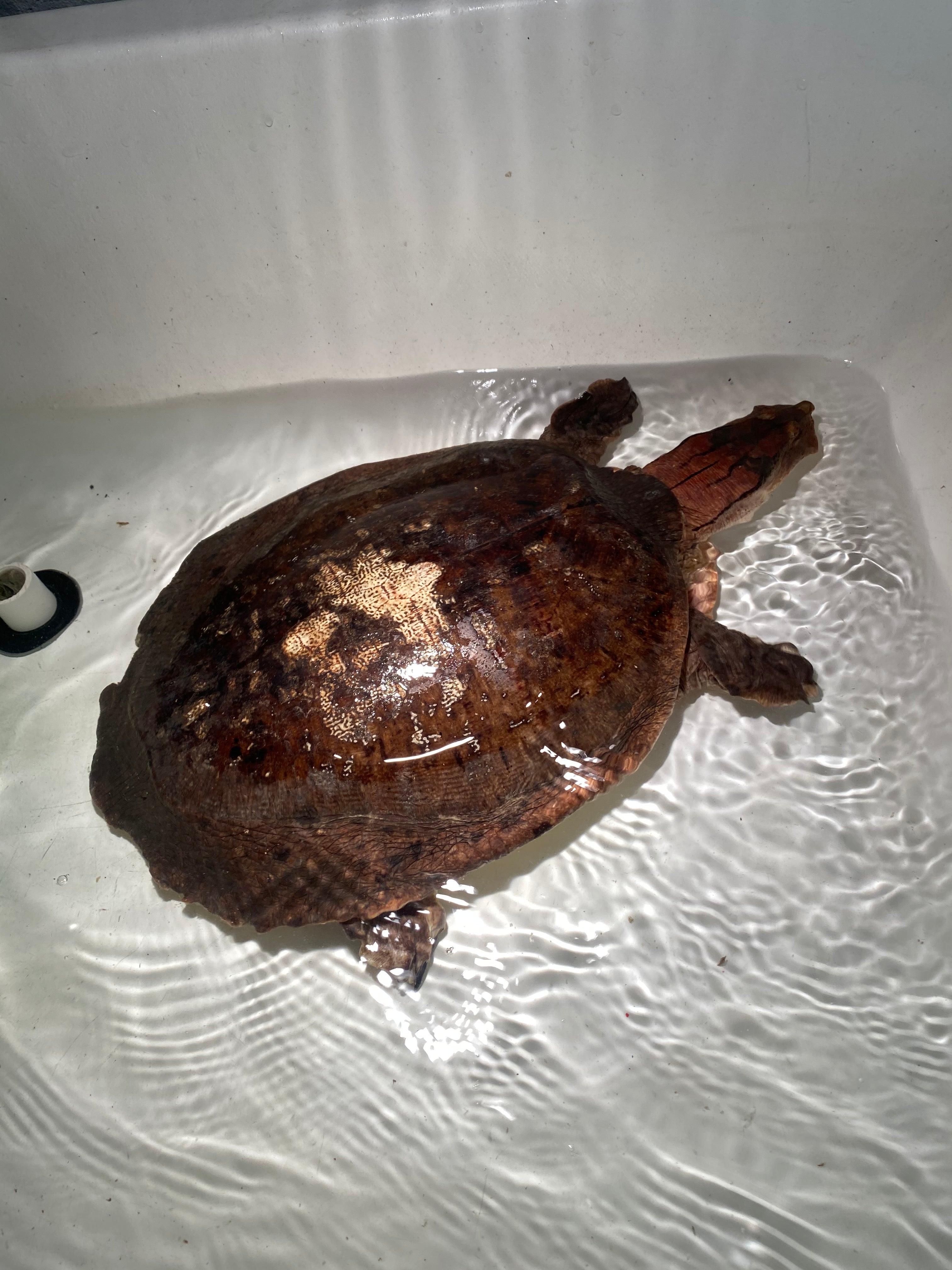 Aubry's Flap-shell Turtle For Sale | American Reptile Distributors