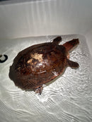 Aubry's Flap-shell Turtle Adult Female 1 (Cycloderma aubryi)
