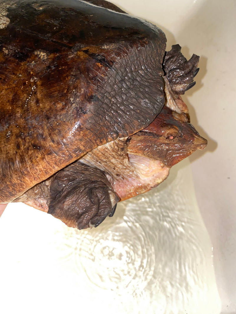Aubry's Flap-shell Turtle Adult Female 1 (Cycloderma aubryi)