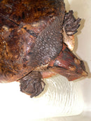 Aubry's Flap-shell Turtle Adult Female 1 (Cycloderma aubryi)