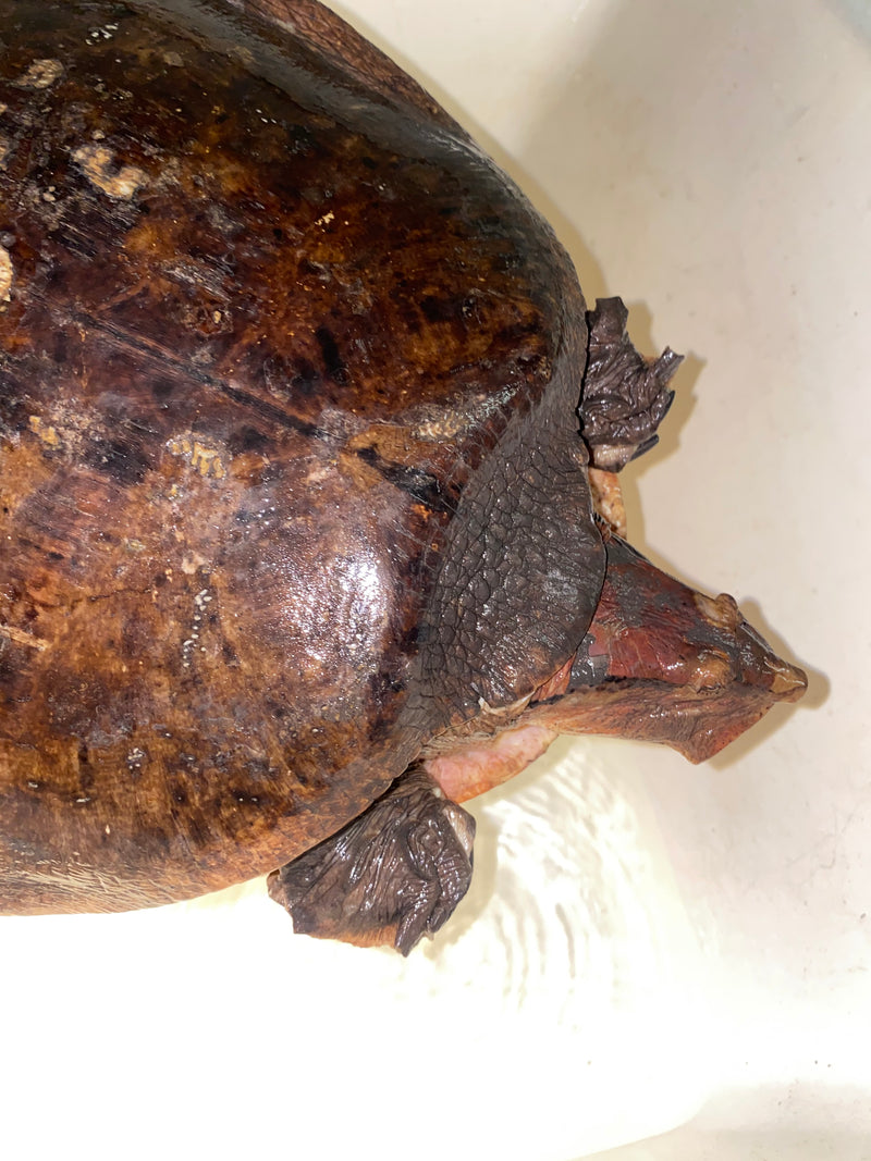 Aubry's Flap-shell Turtle Adult Female 1 (Cycloderma aubryi)