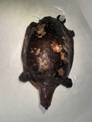 Aubry's Flap-shell Turtle Adult Female 2 (Cycloderma aubryi)