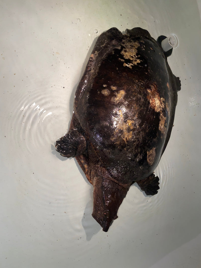 Aubry's Flap-shell Turtle Adult Female 2 (Cycloderma aubryi)