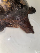 Aubry's Flap-shell Turtle Adult Female 2 (Cycloderma aubryi)