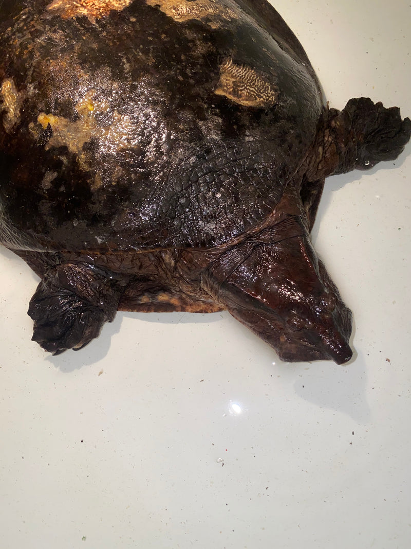 Aubry's Flap-shell Turtle Adult Female 2 (Cycloderma aubryi)