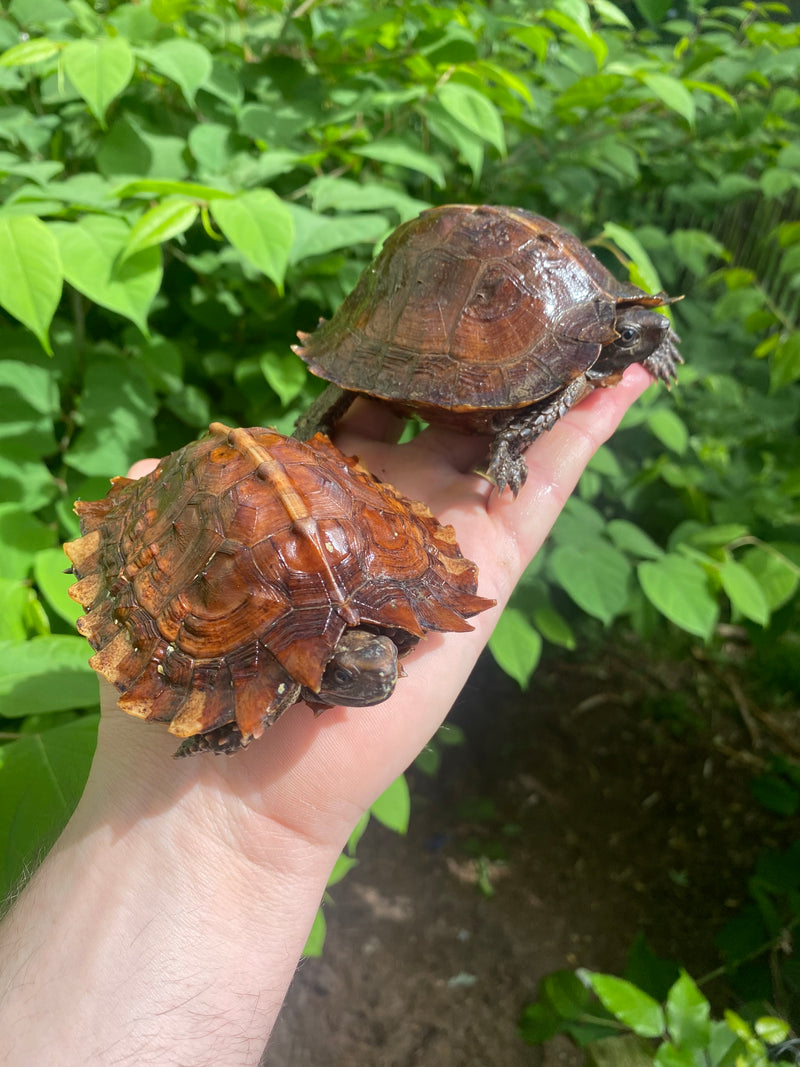 Spiny Hill Turtle CB Female (Heosemys spinosa)