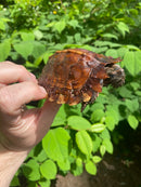 Spiny Hill Turtle CB Female (Heosemys spinosa)