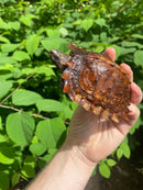 Spiny Hill Turtle CB Female (Heosemys spinosa)