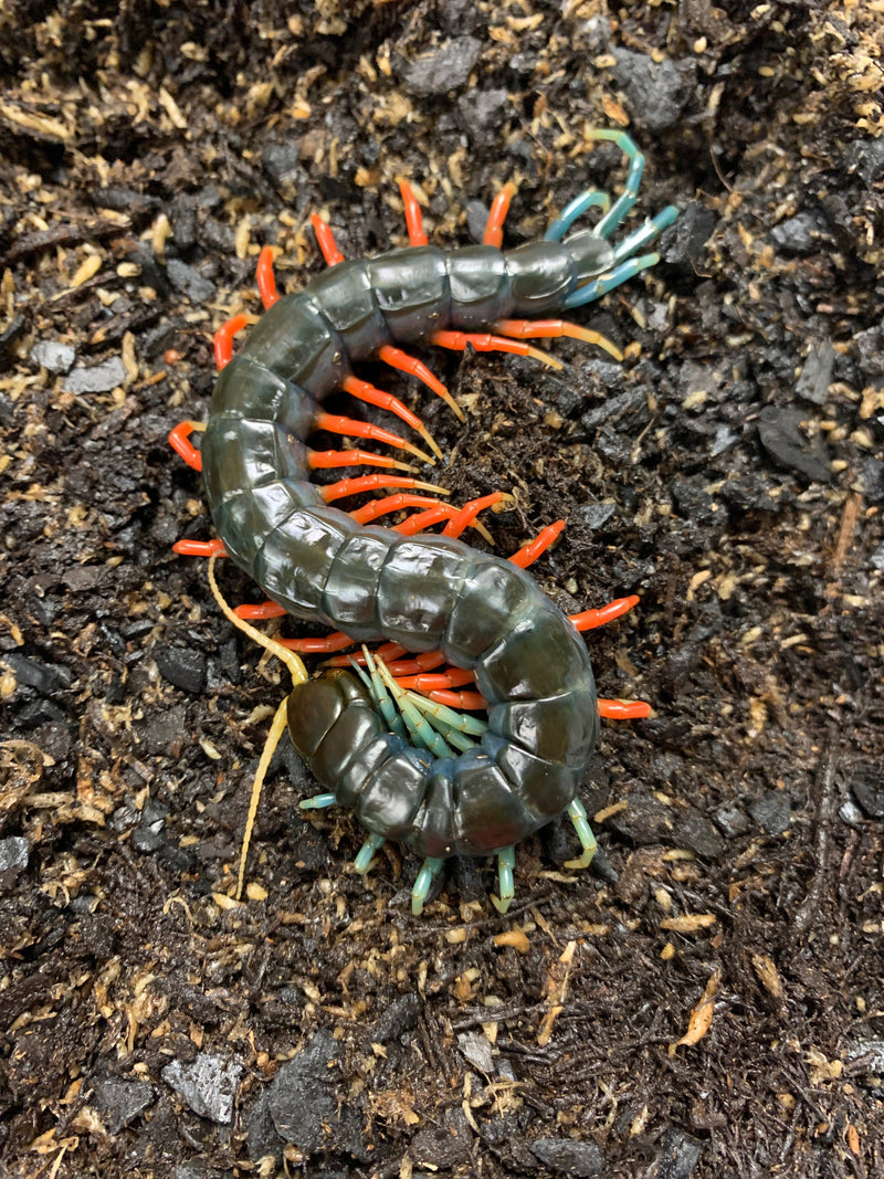 Malaysian Jewelled Centipede (Scelopendra subspinipes spp.)