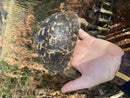 Black Libyan Greek Tortoise Adult Female   (TESTUDO GRACEA CYRENAICA)