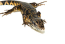 Gold Tegu (Tupinambis teguixin)
