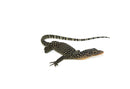 Mangrove Monitor (Varanus indicus)
