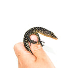 Mangrove Monitor (Varanus indicus)