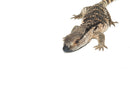 Cape Banded White Throat Monitor (Varanus albigularis)