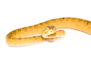 Amazon Tree Boa Yellow Color Phase (Corallus hortulanus)