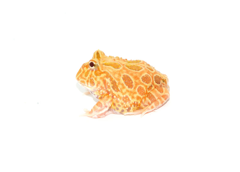 Strawberry Pacman Frog (Ceratophrys cranwelli)
