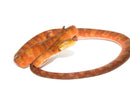 Amazon Tree Boa Red Phase (Corallus hortulanus)