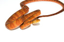 Amazon Tree Boa Red Phase (Corallus hortulanus)