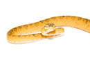 Amazon Tree Boa Yellow Color Phase (Corallus hortulanus)