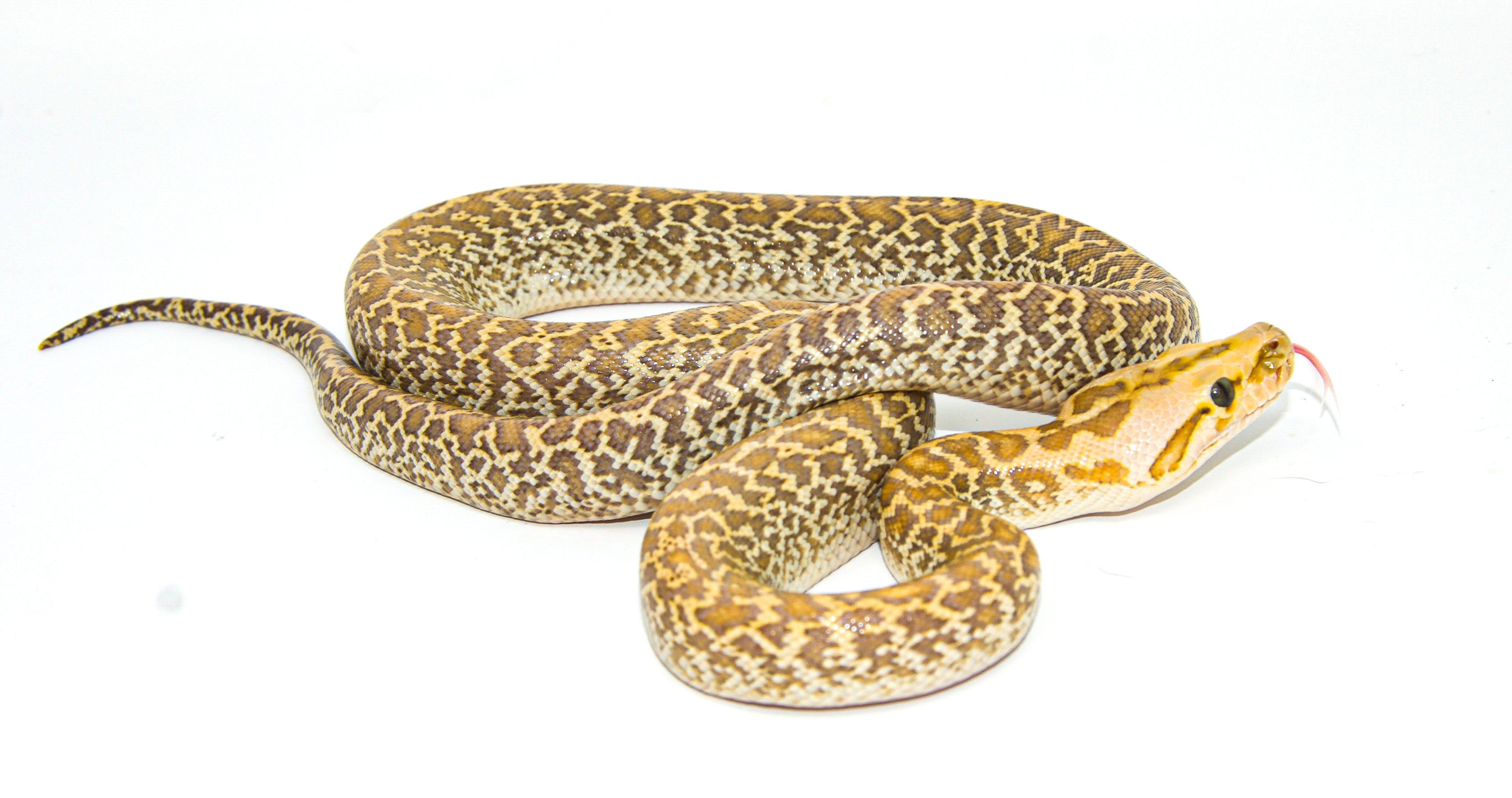 Burmese Python Price Burmese Python For Sale