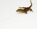 Anguilla Blue Eyed anole (Anolis pogus)