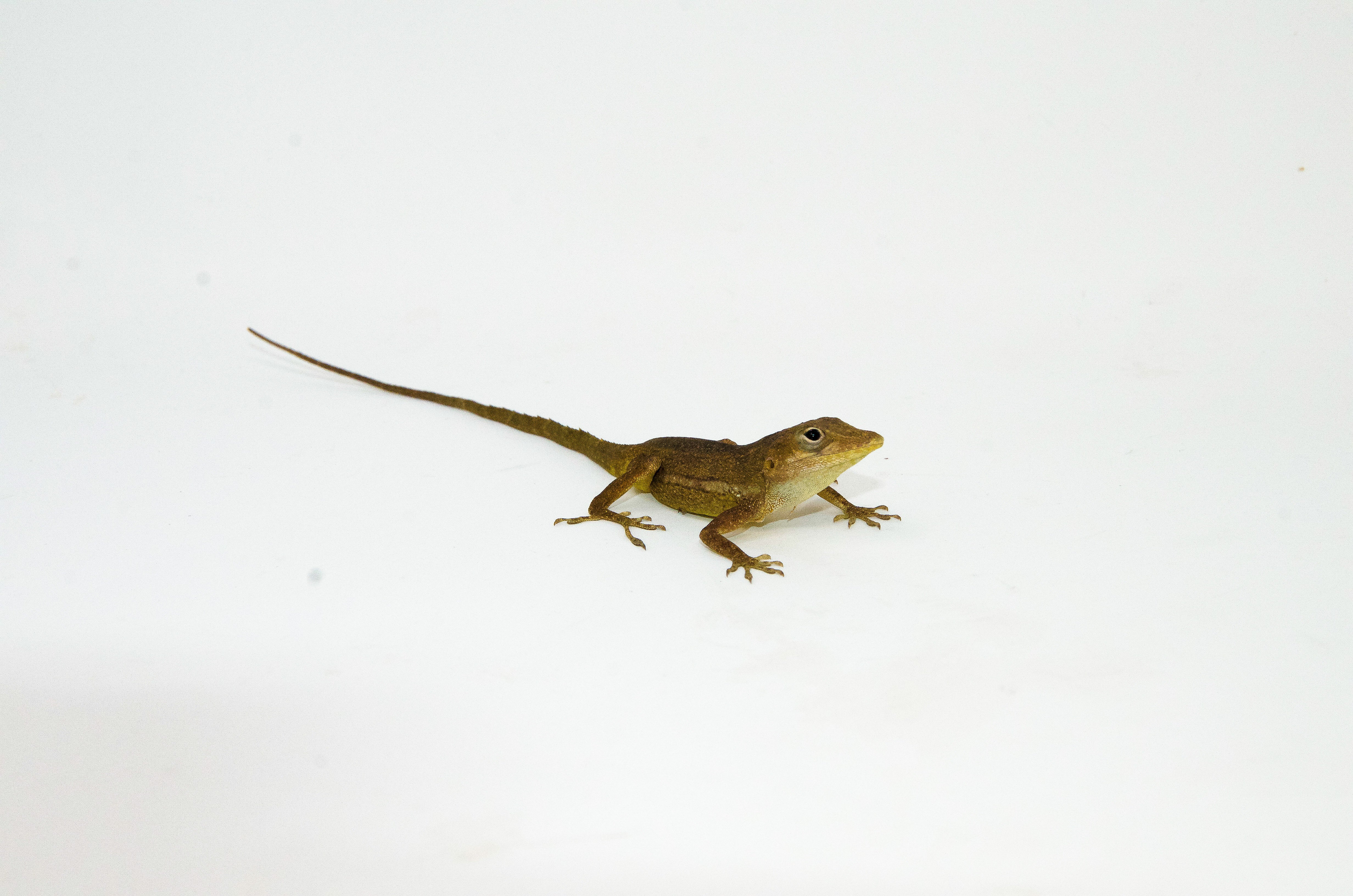 Anguilla Bank Tree Anole (Anolis gingivitis)