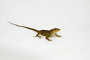Anguilla Bank Tree Anole (Anolis gingivitis)