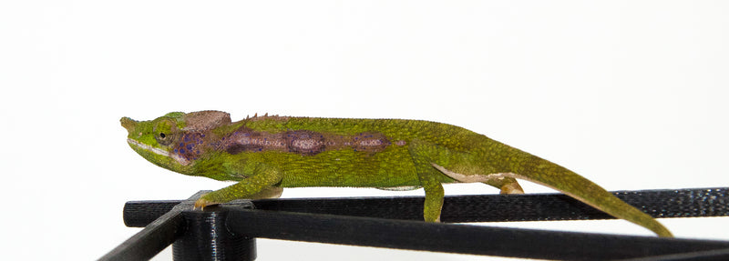 Paddlenose Chameleon (Furcifer antimena)