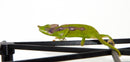 Paddlenose Chameleon (Furcifer antimena)