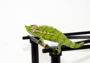 Paddlenose Chameleon (Furcifer antimena)