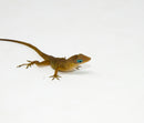 Anguilla Blue Eyed anole (Anolis pogus)