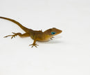 Anguilla Blue Eyed anole (Anolis pogus)