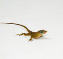 Anguilla Blue Eyed anole (Anolis pogus)