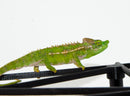 Paddlenose Chameleon (Furcifer antimena)