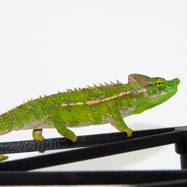 【中古】 Chameleon AdamRafferty fullsizeoutput_183-