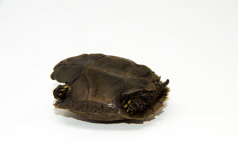 Burmese Brown Mountain Tortoise (Manouria emys)