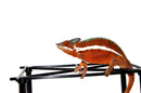 Ankaramy Panther Chameleon Male (Furcifer pardalis)