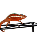 Ankaramy Panther Chameleon Male (Furcifer pardalis)