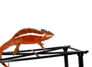 Ankaramy Panther Chameleon Male (Furcifer pardalis)