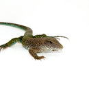 Green Ameiva (Ameiva ameiva)