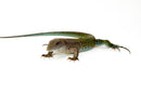 Green Ameiva (Ameiva ameiva)