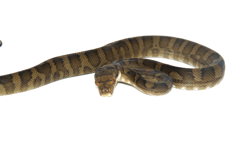 Halmahera Python (Simalia tracyae)