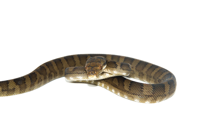 Halmahera Python For Sale | American Reptile Distributors