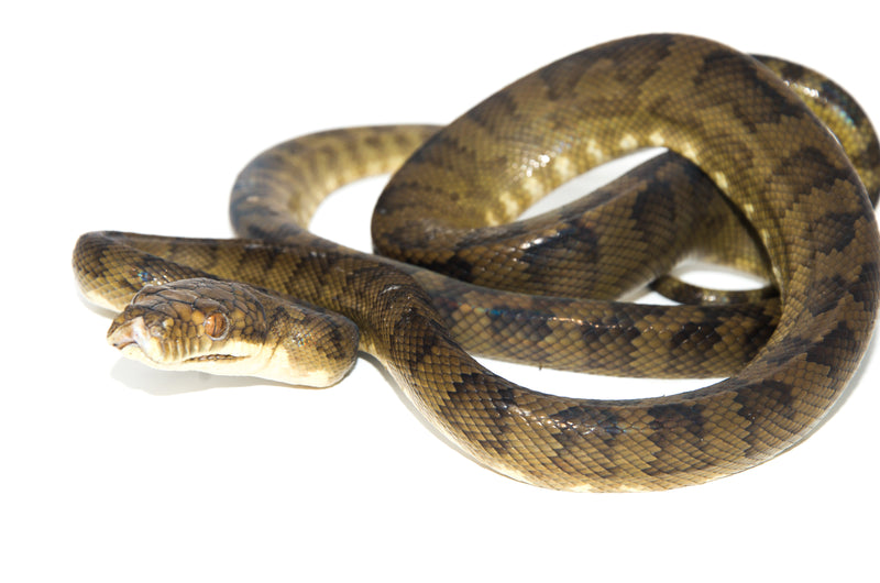 Halmahera Python (Simalia tracyae)