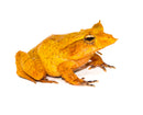 Solomon Island Leaf Frog (COLORED) (Ceratobatrachus guentheri)