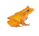 Solomon Island Leaf Frog (COLORED) (Ceratobatrachus guentheri)